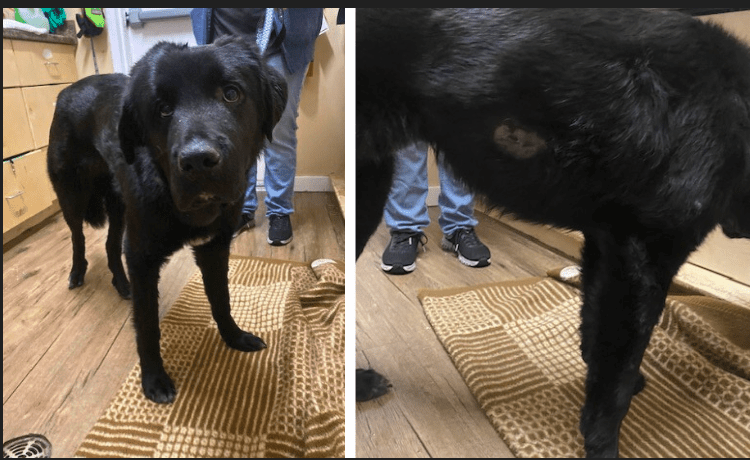 Monty, a five-year-old male castrated Labrador retriever