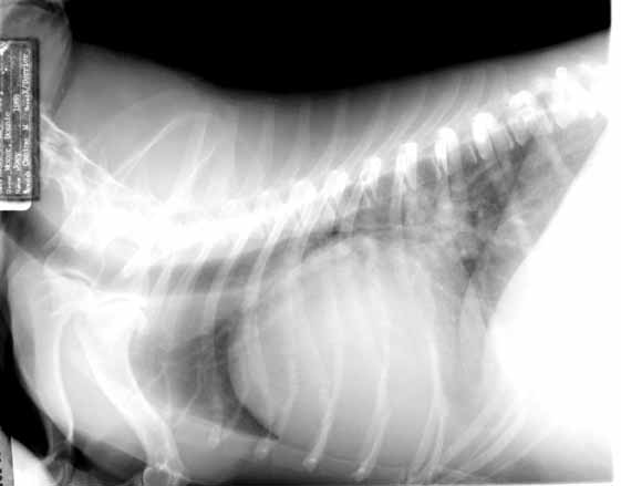Right lateral thoracic radiograph showing an enlarged cardiac silhouette. The diaphragm is displaced forward by ascites, obscuring the caudodorsal lung fields.
