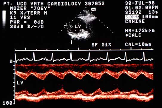M-mode echocardiogram showing hyperdynamic left ventricular function. End-diastolic diameter is 4.7 cm (normal ~3 cm for this size dog). End-systolic diameter is 2.3 cm (indistinguishable from normal). Shortening fraction is increased at 51%.