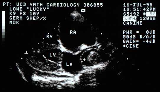 Longitudinal section showing the four cardiac chambers and their relative sizes. A large mass (arrow) is visible in the right caudal lobar pulmonary artery branch, which is also markedly enlarged.