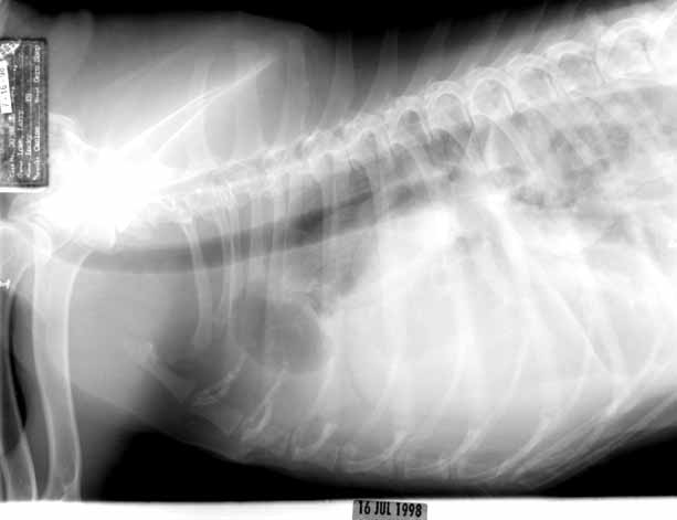 Lateral thoracic radiograph showing an obscured cardiac silhouette due to pleural effusion. Pulmonary arteries are visible.