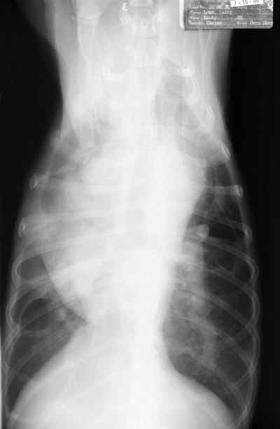 VD thoracic radiograph showing the cardiac silhouette more clearly than the DV or lateral views. The main and left caudal lobar pulmonary arteries are large. The left caudal artery is also tortuous.