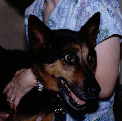 Lucky, a ten-year-old female spayed German shepherd cross.