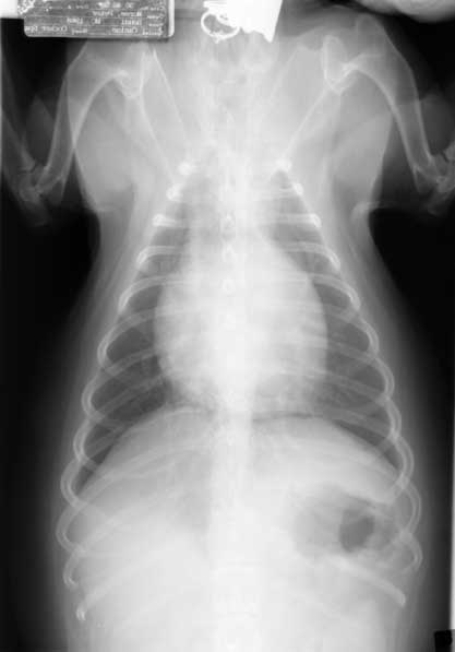 DV thoracic radiograph showing a normal-sized cardiac silhouette.