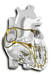 Diagram of the cardiac conduction system (in gold) showing the sinoatrial (SA) node at the top, AV node in the middle, and the Purkinje fibers below.