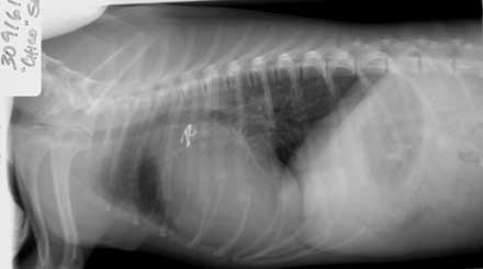 Post-operative lateral thoracic radiograph showing decreased heart size, elimination of pulmonary overcirculation, and the coils in the region of the ductus.