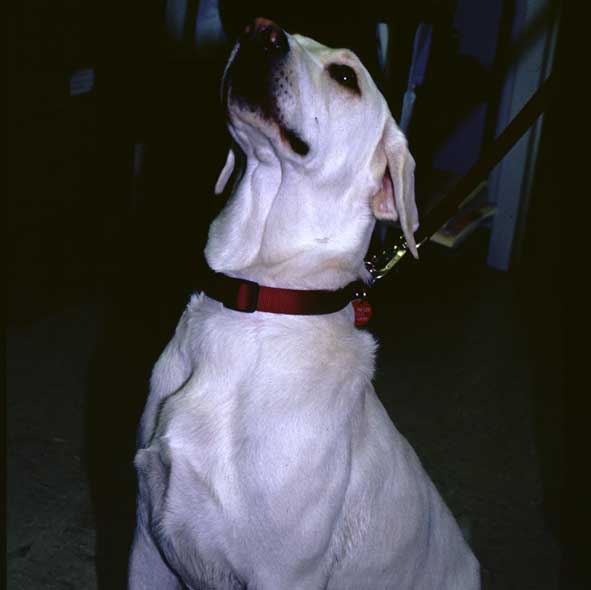 Max, a 2-year-old male castrated Labrador retriever.