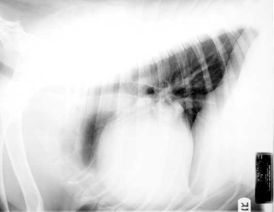 Lateral thoracic radiograph showing an enlarged, globoid cardiac silhouette consistent with pericardial effusion.