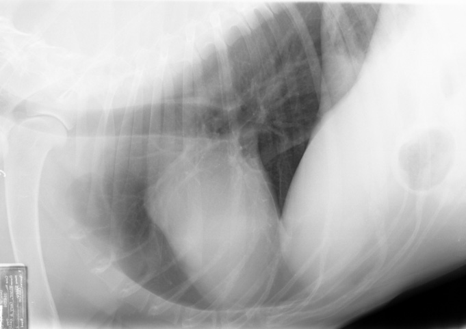 Left lateral thoracic radiograph showing a bulge on the basilar region of the cranial portion of the cardiac silhouette, likely the tumor. No evidence of metastasis.
