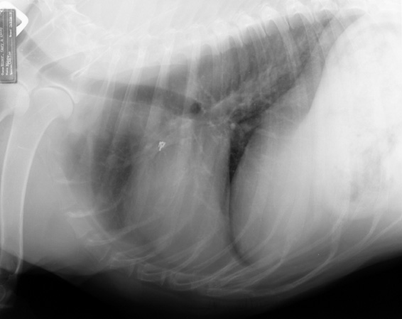 Thoracic radiograph at 2.5-month recheck showing small metastatic lesions in the cranial lung lobes.