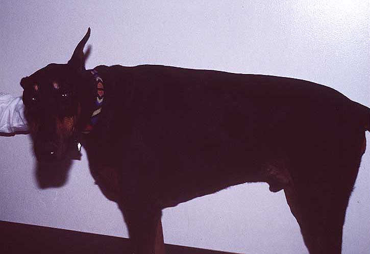 Nitro, a 6-year-old male castrated Doberman Pinscher.