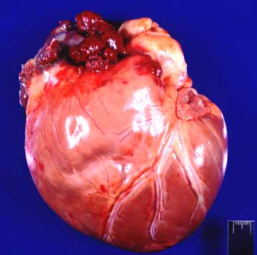 Post mortem photograph showing metastatic hemangiosarcoma lesions in the lungs.