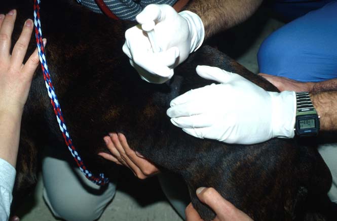 Injection of melarsomine into the left paralumbar epaxial musculature of another dog.