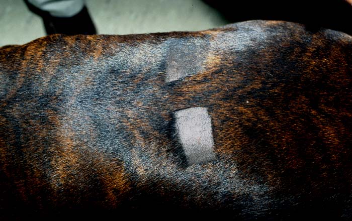 Shaved areas over the dorsum of another dog where melarsomine injections will be made in the paralumbar epaxial musculature.