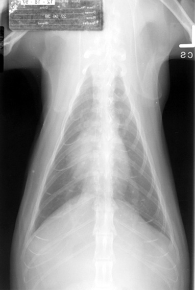DV thoracic radiograph.