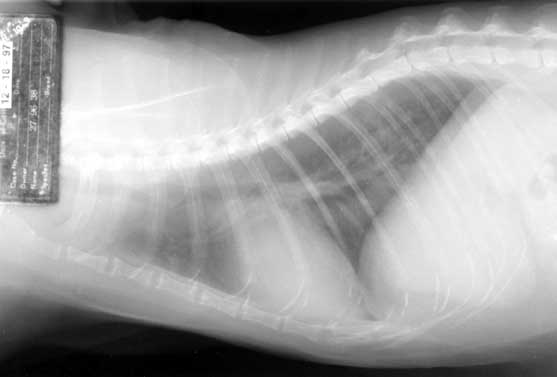 Lateral thoracic radiograph.