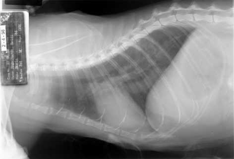 Lateral thoracic radiograph from second visit.