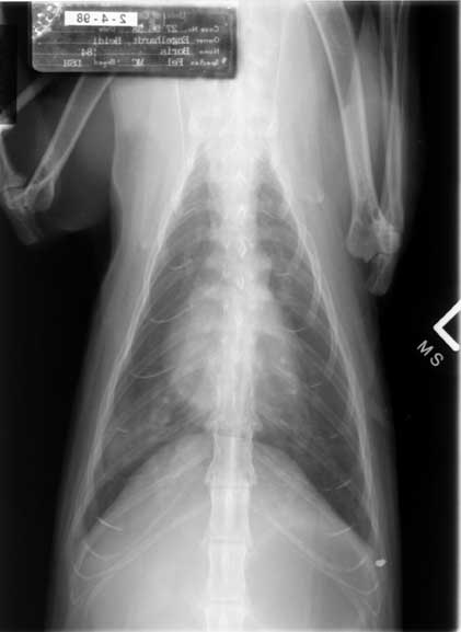DV thoracic radiograph from second visit.