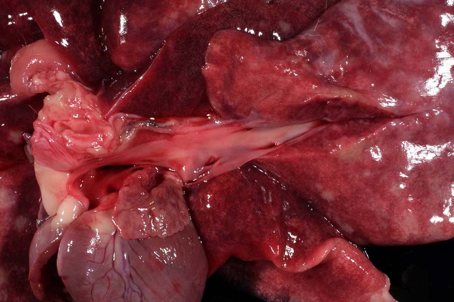 Intimal layer of a caudal lobar pulmonary artery branch showing no residual lesions.