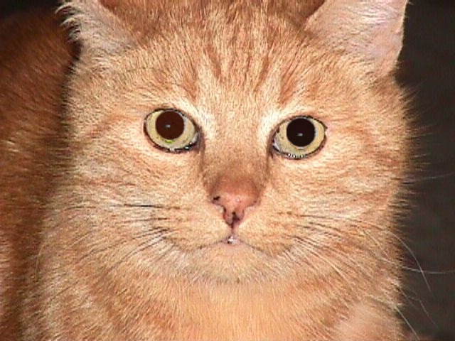 Boris, a 13-year-old domestic shorthair cat.