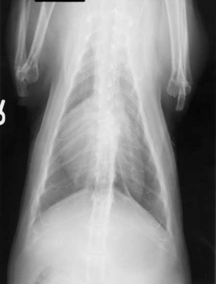 Dorsoventral thoracic radiograph of Mickey showing severe cardiomegaly and pleural effusion outlining a lung lobe.