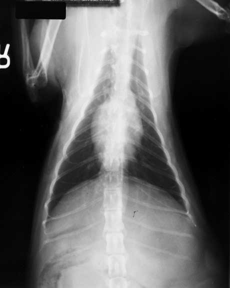 Lateral thoracic radiograph post taurine supplementation showing near-normal heart size.