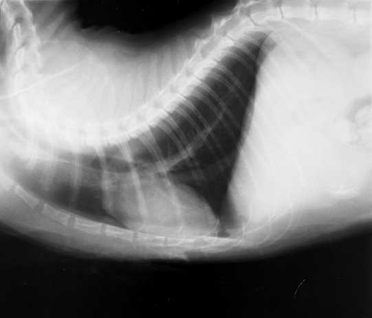DV thoracic radiograph post taurine supplementation showing near-normal heart size.
