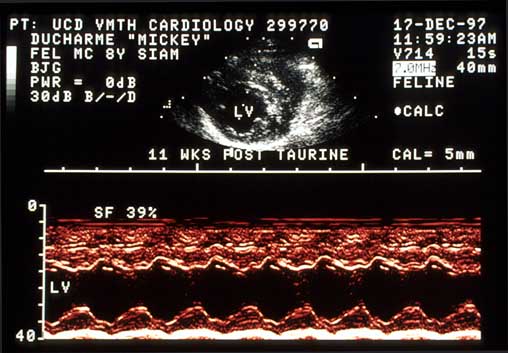 M-mode echocardiogram post taurine supplementation showing improved contractility.