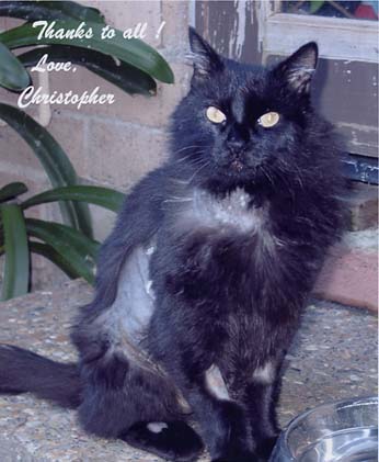 Christopher the cat