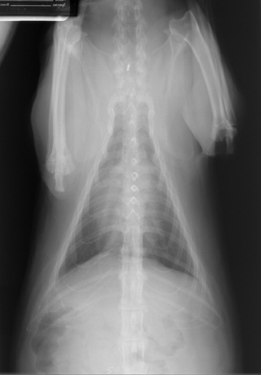 DV radiograph