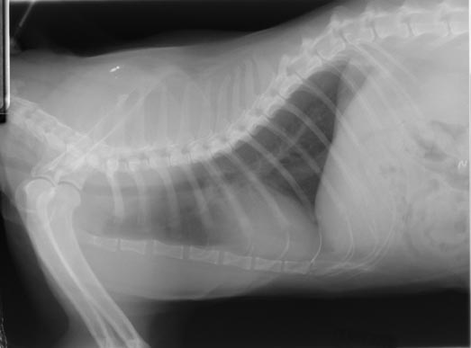 Lateral radiograph