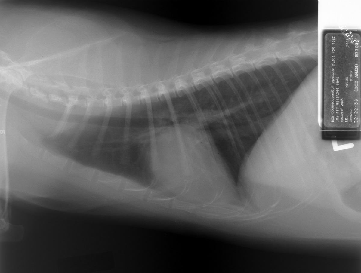 Case 36 lateral radiograph