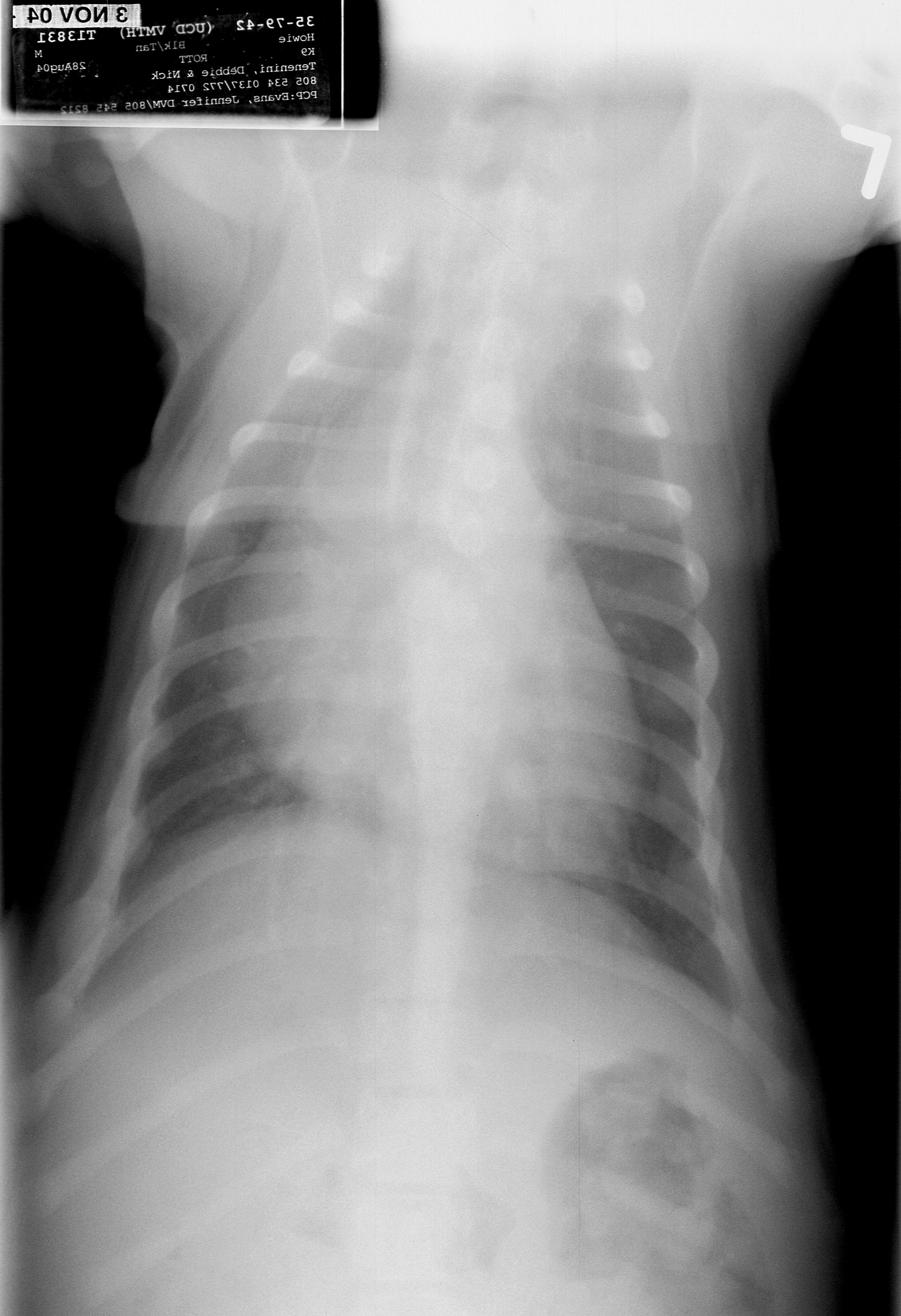 Case 37 DV radiograph