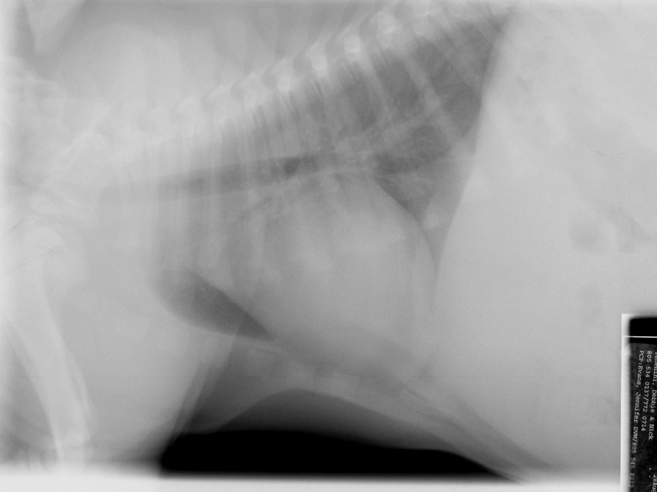 Case 37 lateral radiograph