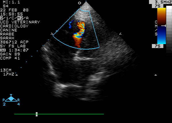 Color flow Doppler left apical view