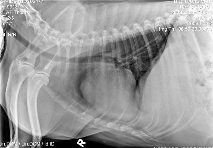Lateral radiograph