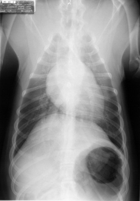 Dorsoventral thoracic radiograph (underexposed) showing mild left ventricular enlargement causing elongation of the cardiac silhouette. Pulmonary vasculature appears unremarkable.