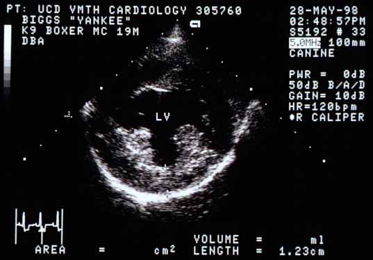 Right parasternal cross-sectional view of the left ventricle showing a thickened left ventricular free wall measuring 1.23 cm (normal 9&ndash;10 mm for this size dog). The papillary muscles, especially the caudal one on the left of the screen, appear hyperechoic, consistent with increased fibrous (scar) tissue.