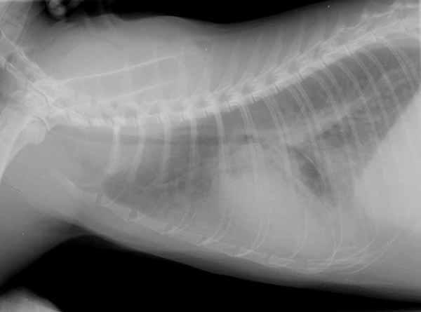 Right lateral thoracic radiograph showing an enlarged cardiac silhouette with mixed interstitial and alveolar pulmonary infiltrates, particularly in the ventral lung fields and accessory lobe region, consistent with cardiogenic pulmonary edema.