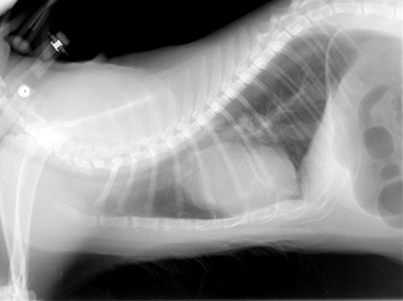 Right lateral thoracic radiograph showing an enlarged cardiac silhouette with right-sided enlargement and an enlarged proximal descending aorta. The caudal vena cava is also enlarged. Lung fields are clear.