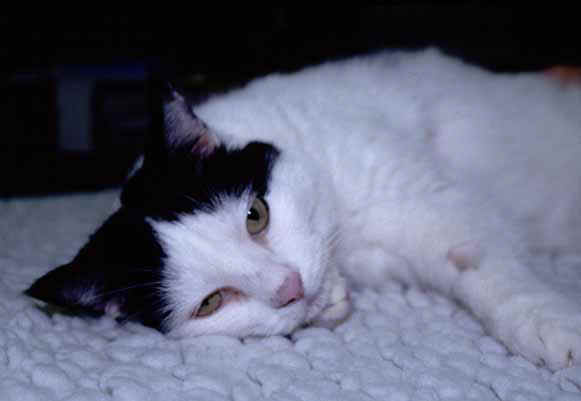 Nastasia, a seven-year-old female spayed domestic shorthair cat with a visible bluish tinge to the nose consistent with cyanosis