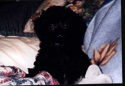 Cindy, a four-month-old female toy poodle with a red bow, sitting for her photograph.